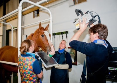 priors farm equine vets radiography