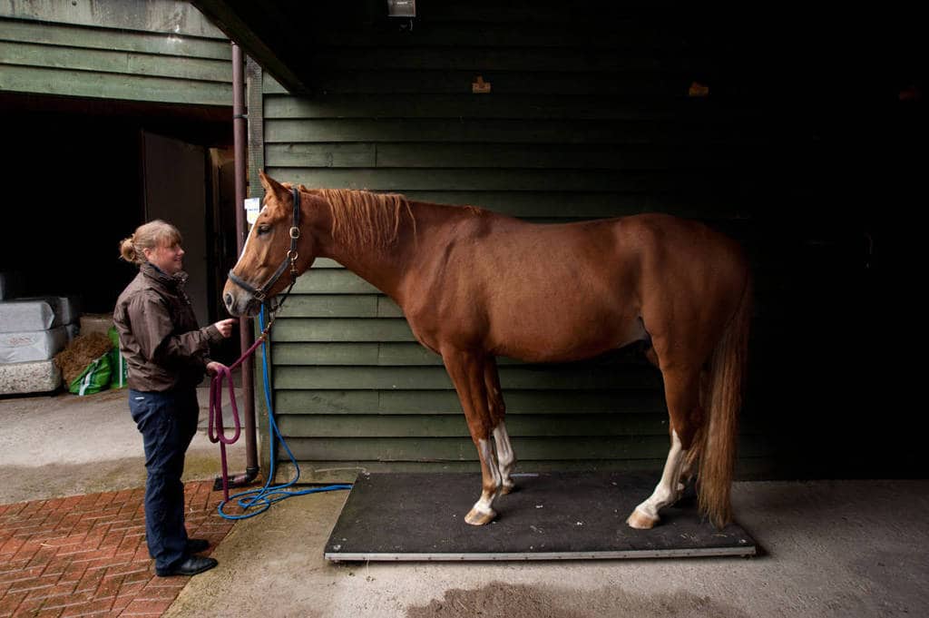 priors farm forest row equine horse weighbridge
