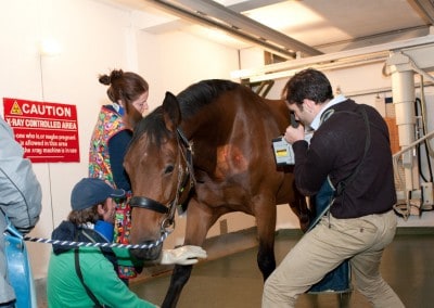priors farm forest row horse x-ray 2