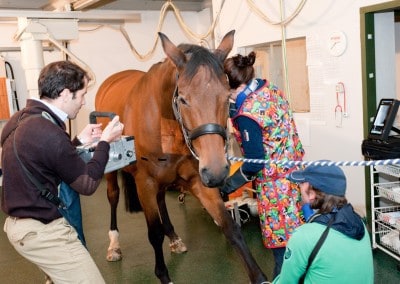 priors farm forest row horse x-ray