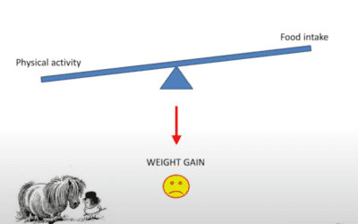 Free Weight Clinic 2024