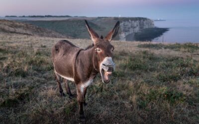 Donkey information Evening at Priors Farm on 20th November