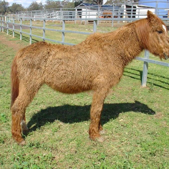 Cushing's Syndrome in horses