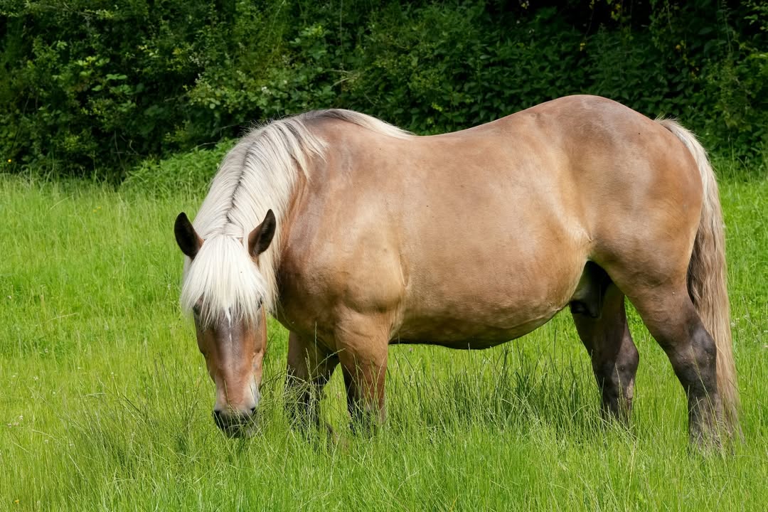 Priors Farm Equine Veterinary Surgery