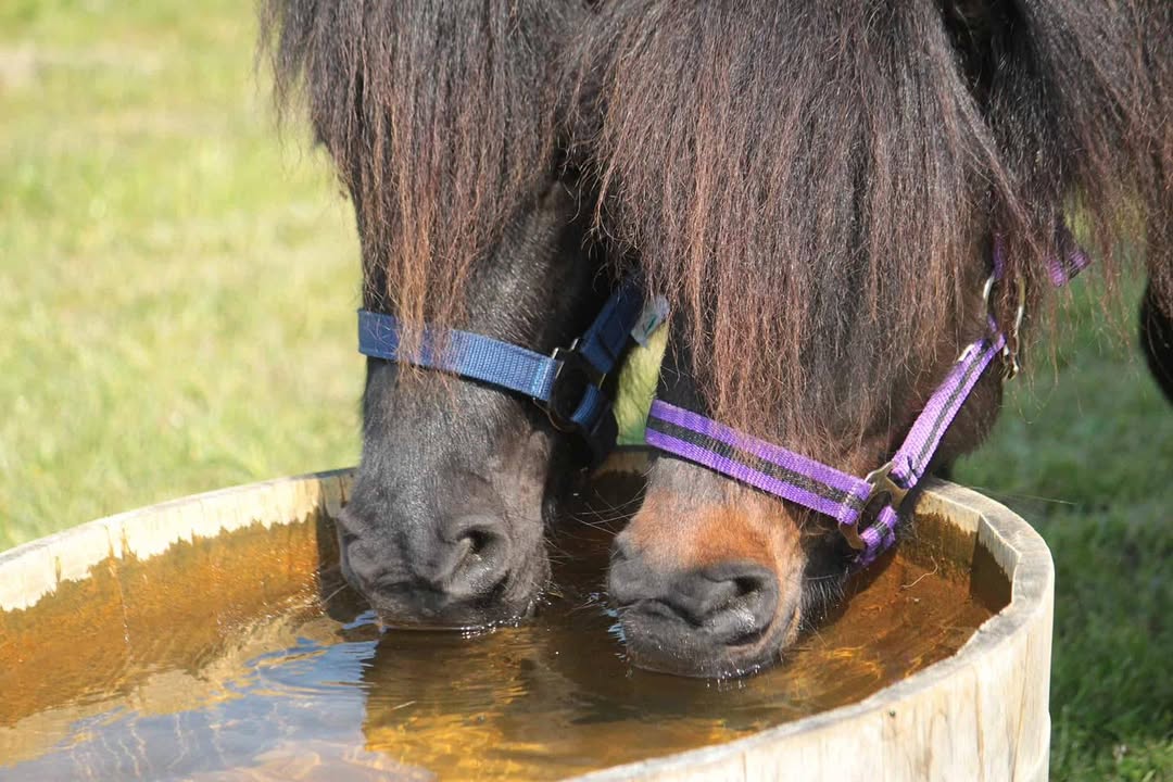 Priors Farm Equine Veterinary Surgery