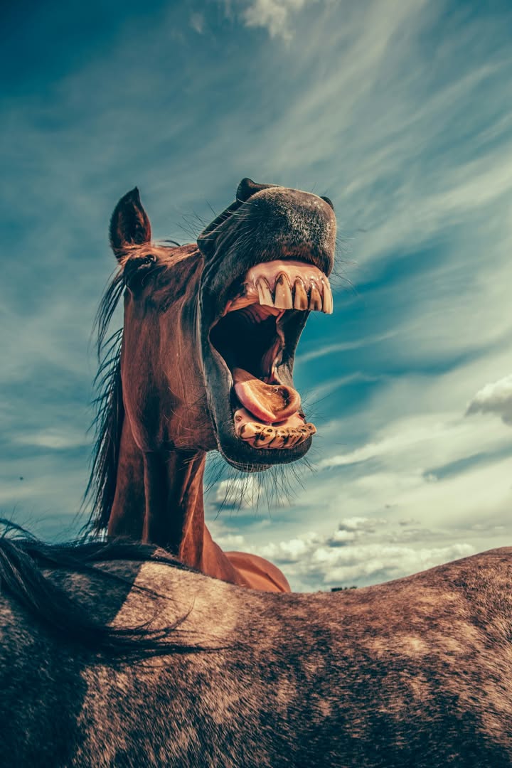 Priors Farm Equine Veterinary Surgery