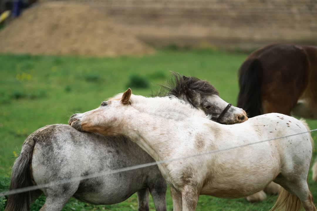 Priors Farm Equine Veterinary Surgery