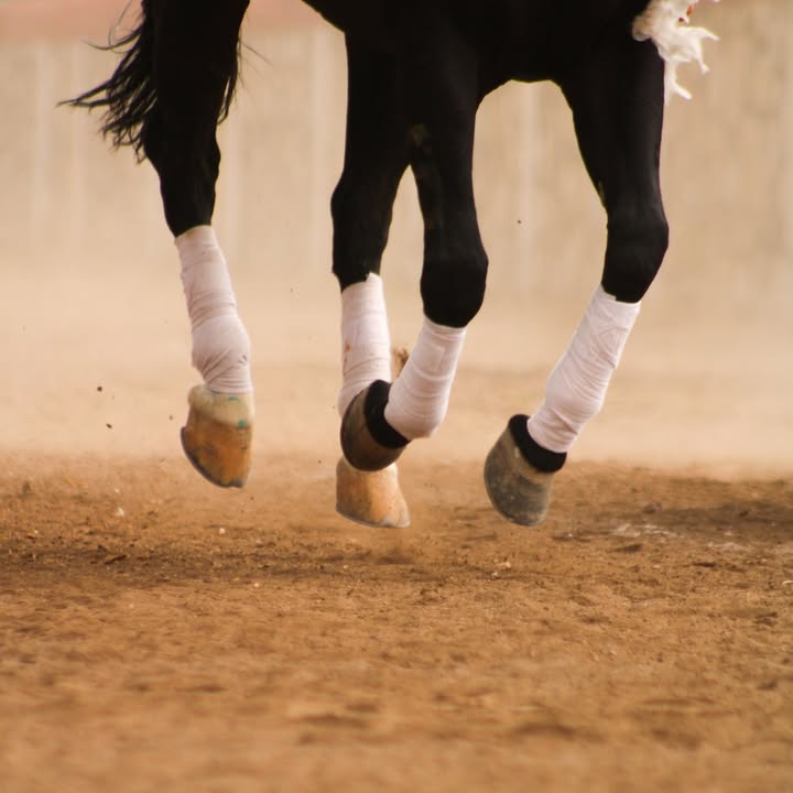 Priors Farm Equine Veterinary Surgery