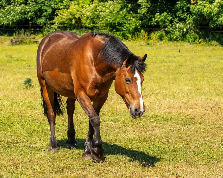 Priors Farm Equine Veterinary Surgery