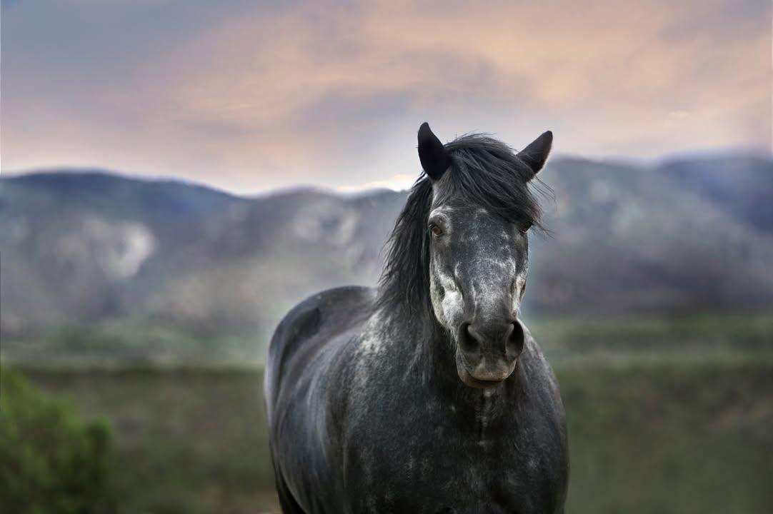 Priors Farm Equine Veterinary Surgery